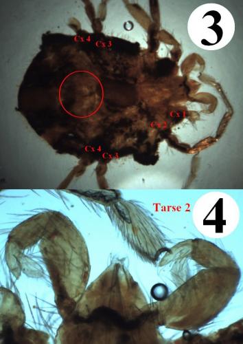 Réf. 216 443 : Erythraeus nivalis